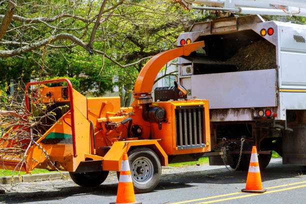 How Our Tree Care Process Works  in  Woodlawn Beach, FL